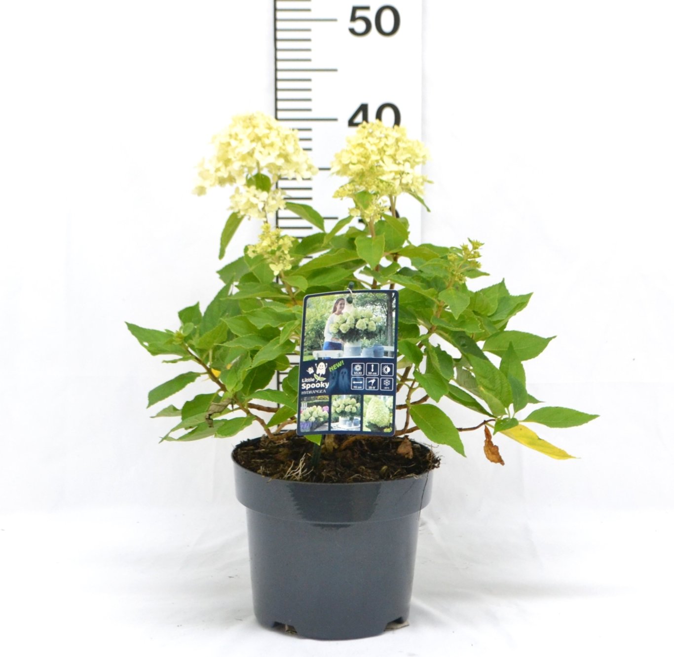 Hydrangea pan. 'Little Spooky' - C3 20-40 CM